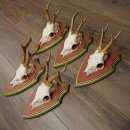 Deer antlers, 20 pieces, roe deer bucks, deer buck antlers, carved trophy signs 22.1350