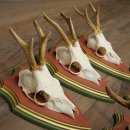 Deer antlers, 20 pieces, roe deer bucks, deer buck antlers, carved trophy signs 22.1350