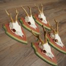 Deer antlers, 20 pieces, roe deer bucks, deer buck antlers, carved trophy signs 22.1350
