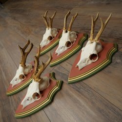 Deer antlers, 20 pieces, roe deer bucks, deer buck antlers, carved trophy signs 22.1350