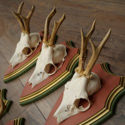 Deer antlers, 20 pieces, roe deer bucks, deer buck antlers, carved trophy signs 22.1350