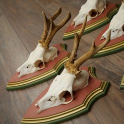 Deer antlers, 20 pieces, roe deer bucks, deer buck antlers, carved trophy signs 22.1350