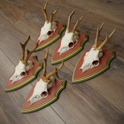 Deer antlers, 20 pieces, roe deer bucks, deer buck antlers, carved trophy signs 22.1350