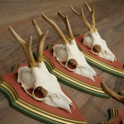 Deer antlers, 20 pieces, roe deer bucks, deer buck antlers, carved trophy signs 22.1350