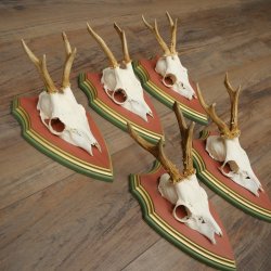 Deer antlers, 20 pieces, roe deer bucks, deer buck antlers, carved trophy signs 22.1350