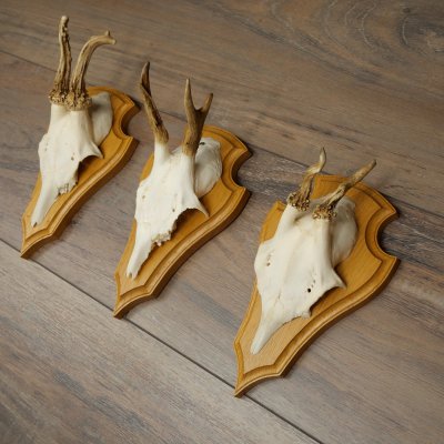 Reehoorns 20 stuks reebokken Reebokkenhoorns gesneden trofeeënborden 22.1350