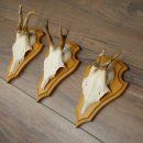 Reehoorns 20 stuks reebokken Reebokkenhoorns gesneden trofeeënborden 22.1350