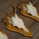 Reehoorns 20 stuks reebokken Reebokkenhoorns gesneden trofeeënborden 22.1350