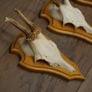 Reehoorns 20 stuks reebokken Reebokkenhoorns gesneden trofeeënborden 22.1350