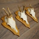 Reehoorns 20 stuks reebokken Reebokkenhoorns gesneden trofeeënborden 22.1350