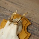 Reehoorns 20 stuks reebokken Reebokkenhoorns gesneden trofeeënborden 22.1350