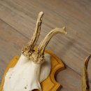 Reehoorns 20 stuks reebokken Reebokkenhoorns gesneden trofeeënborden 22.1350