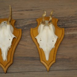 Reehoorns 20 stuks reebokken Reebokkenhoorns gesneden trofeeënborden 22.1350