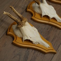 Reehoorns 20 stuks reebokken Reebokkenhoorns gesneden trofeeënborden 22.1350