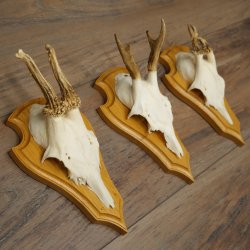 Reehoorns 20 stuks reebokken Reebokkenhoorns gesneden trofeeënborden 22.1350