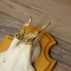 Reehoorns 20 stuks reebokken Reebokkenhoorns gesneden trofeeënborden 22.1350