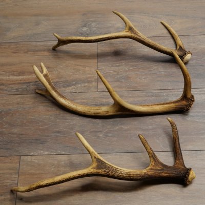 Red Deer Antlers, 3 Pieces Red Deer Antlers, Shed Antlers Weight: 1.05 kg Lengths: 41–46 cm