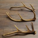 Red Deer Antlers, 3 Pieces Red Deer Antlers, Shed Antlers...