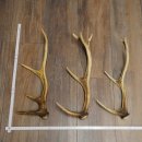 Red Deer Antlers, 3 Pieces Red Deer Antlers, Shed Antlers...