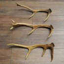 Red Deer Antlers, 3 Pieces Red Deer Antlers, Shed Antlers Weight: 1.05 kg Lengths: 41–46 cm