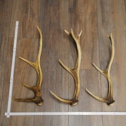 Red Deer Antlers, 3 Pieces Red Deer Antlers, Shed Antlers Weight: 1.05 kg Lengths: 41–46 cm