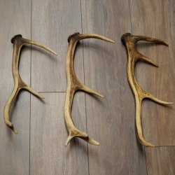 Red Deer Antlers, 3 Pieces Red Deer Antlers, Shed Antlers Weight: 1.05 kg Lengths: 41–46 cm