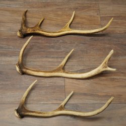Red Deer Antlers, 3 Pieces Red Deer Antlers, Shed Antlers Weight: 1.05 kg Lengths: 41–46 cm
