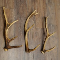 Red Deer Antlers, 3 Pieces Red Deer Antlers, Shed Antlers Weight: 1.05 kg Lengths: 41–46 cm
