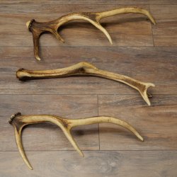 Red Deer Antlers, 3 Pieces Red Deer Antlers, Shed Antlers Weight: 1.05 kg Lengths: 41–46 cm