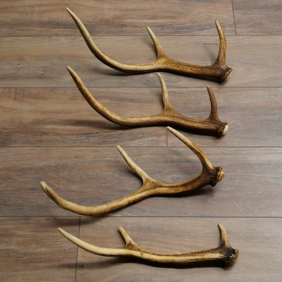 Red Deer Antlers, 3 Pieces Red Deer Antlers, Shed Antlers Weight: 1.05 kg Lengths: 41–46 cm
