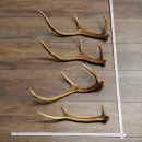 Red Deer Antlers, 3 Pieces Red Deer Antlers, Shed Antlers Weight: 1.05 kg Lengths: 41–46 cm