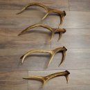 Red Deer Antlers, 3 Pieces Red Deer Antlers, Shed Antlers Weight: 1.05 kg Lengths: 41–46 cm