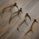 Red Deer Antlers, 3 Pieces Red Deer Antlers, Shed Antlers Weight: 1.05 kg Lengths: 41–46 cm