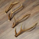 Red Deer Antlers, 3 Pieces Red Deer Antlers, Shed Antlers Weight: 1.05 kg Lengths: 41–46 cm