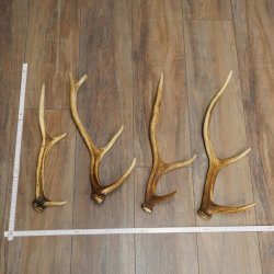 Red Deer Antlers, 3 Pieces Red Deer Antlers, Shed Antlers Weight: 1.05 kg Lengths: 41–46 cm