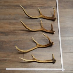 Red Deer Antlers, 3 Pieces Red Deer Antlers, Shed Antlers Weight: 1.05 kg Lengths: 41–46 cm