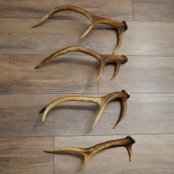 Red Deer Antlers, 3 Pieces Red Deer Antlers, Shed Antlers Weight: 1.05 kg Lengths: 41–46 cm