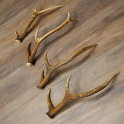 Red Deer Antlers, 3 Pieces Red Deer Antlers, Shed Antlers Weight: 1.05 kg Lengths: 41–46 cm