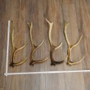 Red Deer Antlers, 3 Pieces Red Deer Antlers, Shed Antlers Weight: 1.05 kg Lengths: 41–46 cm