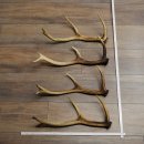 Red Deer Antlers, 3 Pieces Red Deer Antlers, Shed Antlers Weight: 1.05 kg Lengths: 41–46 cm
