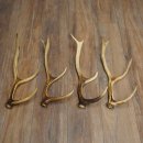 Red Deer Antlers, 3 Pieces Red Deer Antlers, Shed Antlers Weight: 1.05 kg Lengths: 41–46 cm