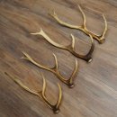 Red Deer Antlers, 3 Pieces Red Deer Antlers, Shed Antlers Weight: 1.05 kg Lengths: 41–46 cm
