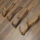 Red Deer Antlers, 3 Pieces Red Deer Antlers, Shed Antlers Weight: 1.05 kg Lengths: 41–46 cm