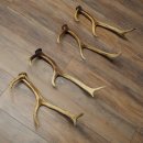 Red Deer Antlers, 3 Pieces Red Deer Antlers, Shed Antlers Weight: 1.05 kg Lengths: 41–46 cm