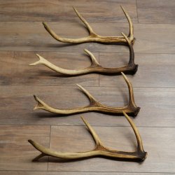 Red Deer Antlers, 3 Pieces Red Deer Antlers, Shed Antlers Weight: 1.05 kg Lengths: 41–46 cm