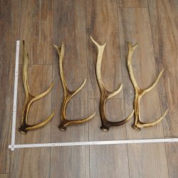 Red Deer Antlers, 3 Pieces Red Deer Antlers, Shed Antlers Weight: 1.05 kg Lengths: 41–46 cm