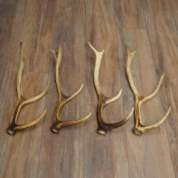Red Deer Antlers, 3 Pieces Red Deer Antlers, Shed Antlers Weight: 1.05 kg Lengths: 41–46 cm