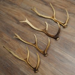 Red Deer Antlers, 3 Pieces Red Deer Antlers, Shed Antlers Weight: 1.05 kg Lengths: 41–46 cm