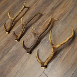 Red Deer Antlers, 3 Pieces Red Deer Antlers, Shed Antlers Weight: 1.05 kg Lengths: 41–46 cm