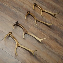 Red Deer Antlers, 3 Pieces Red Deer Antlers, Shed Antlers Weight: 1.05 kg Lengths: 41–46 cm